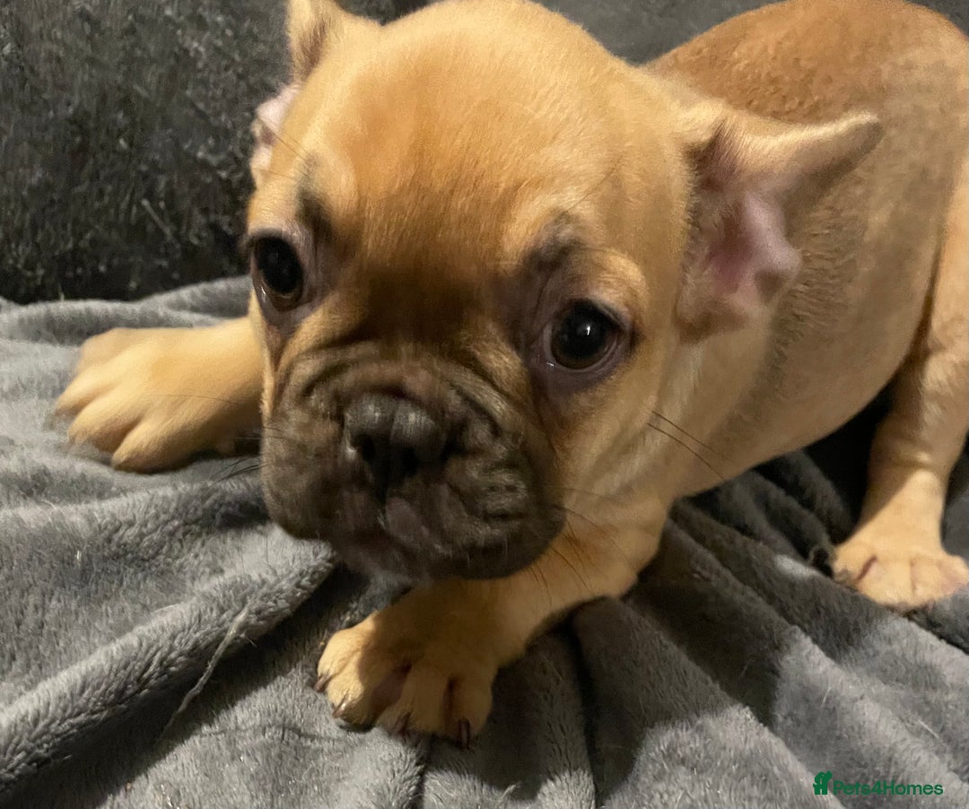 French Bulldog dogs for sale: Pedigree  French bulldogs ready to leave  - Image 12