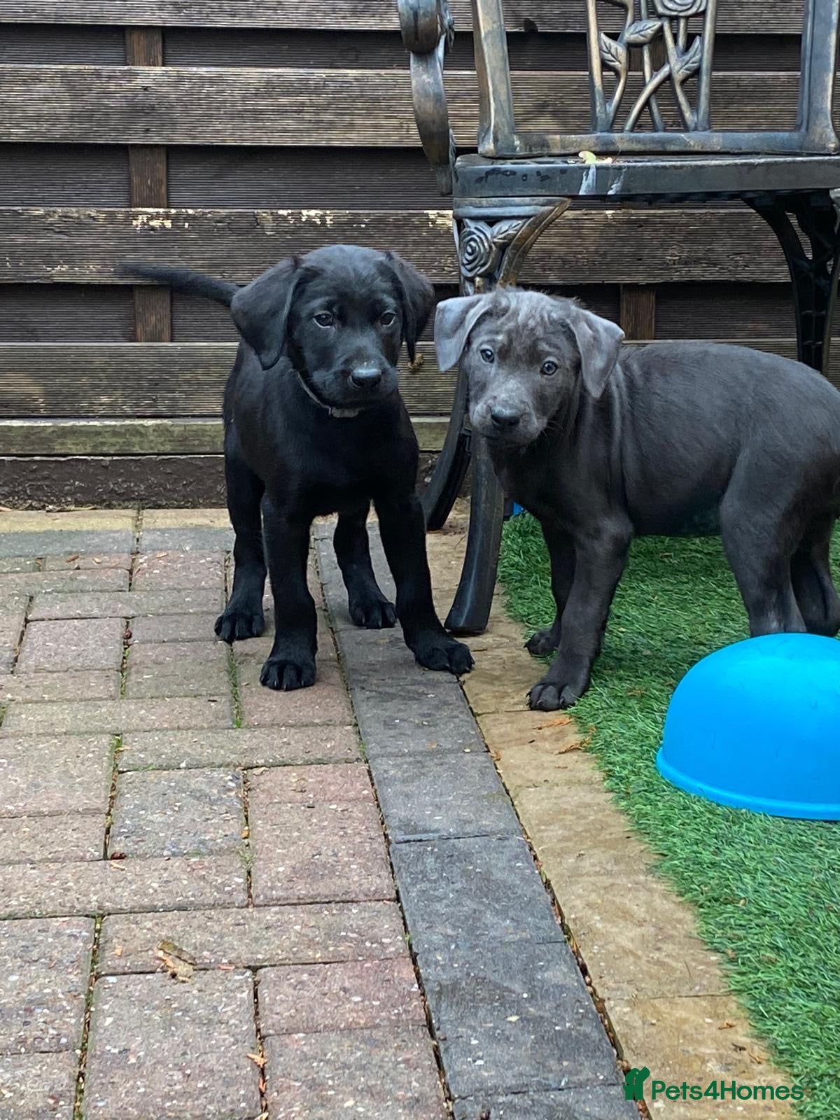 Labrador Retriever dogs for sale: 🐶 KC LABRADOR PUPPIES 🐶 - Advert 1