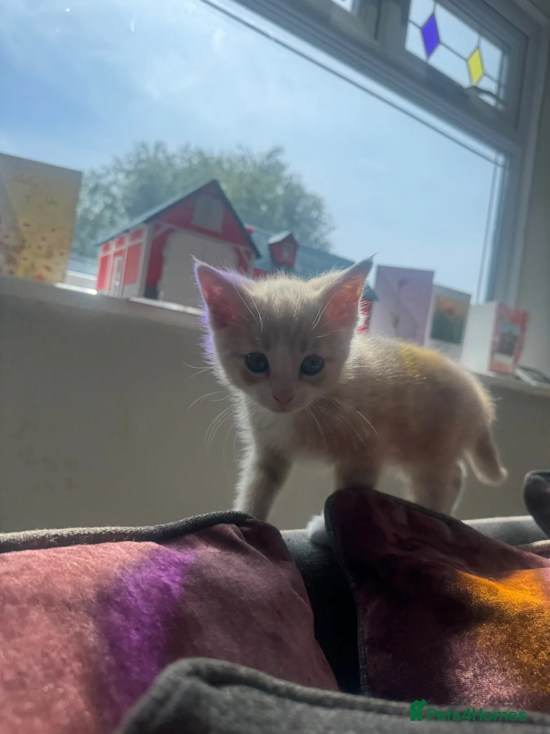 British Shorthair cats for sale: 1/4 British shorthair kittens  in Market Rasen - Advert 9