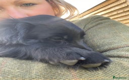 Sprocker dogs for sale: Adorable sprockers  - Image 38