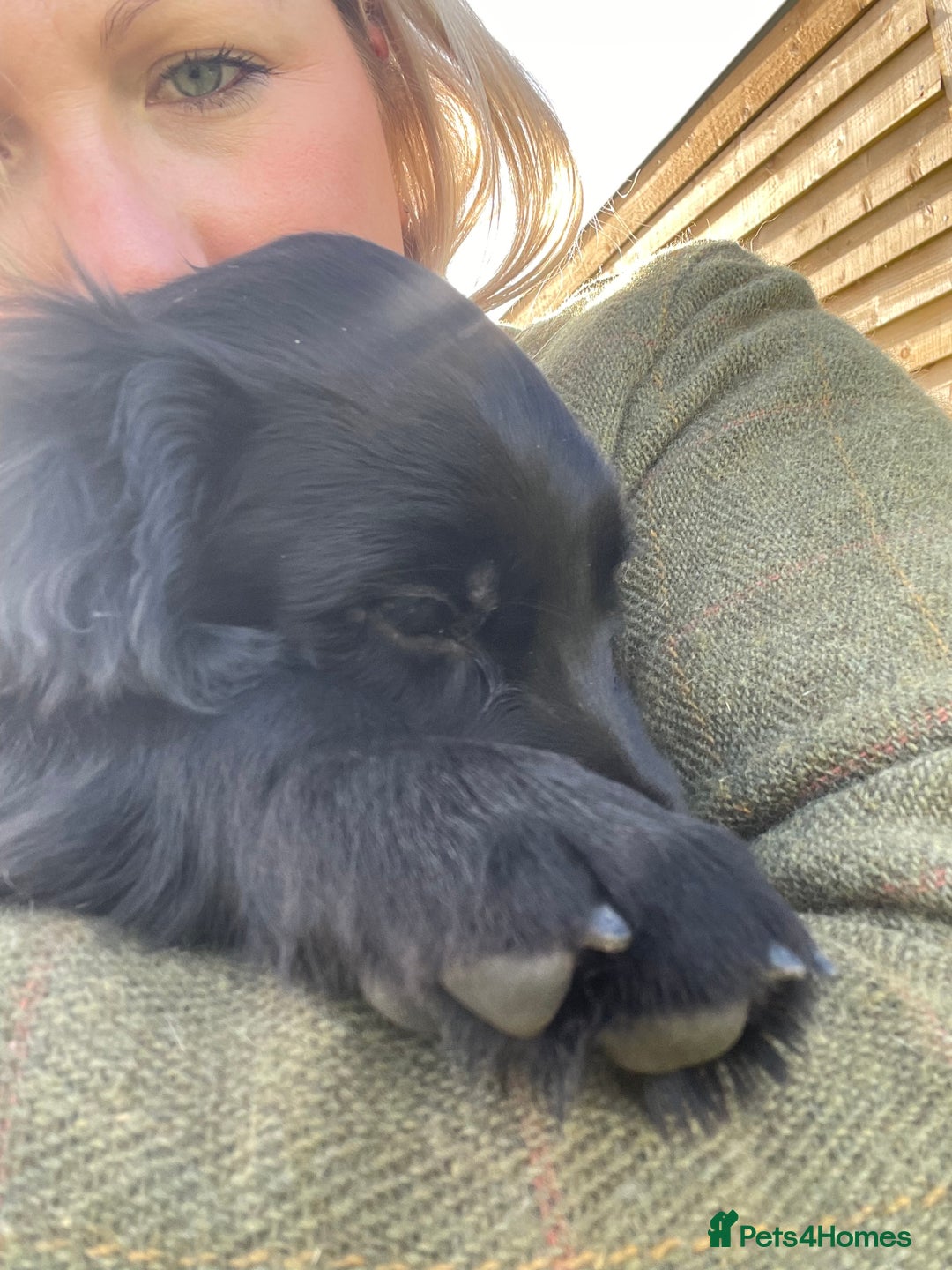 Sprocker dogs for sale: Adorable sprockers  - Image 38