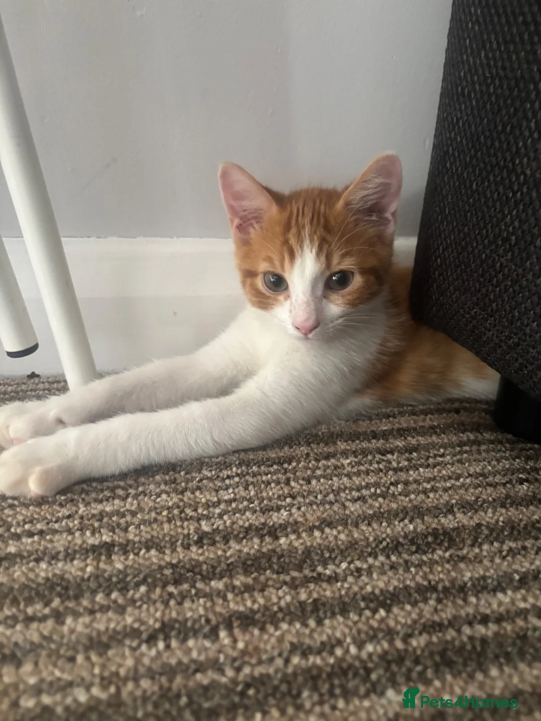 Mixed Breed cats for sale: 11 week ginger male kitten - Advert 2