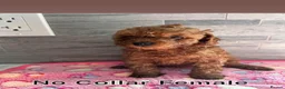 Toy Poodle dogs for sale: Poodle's toy will be fully grown 8-10 lbs - Advert 6