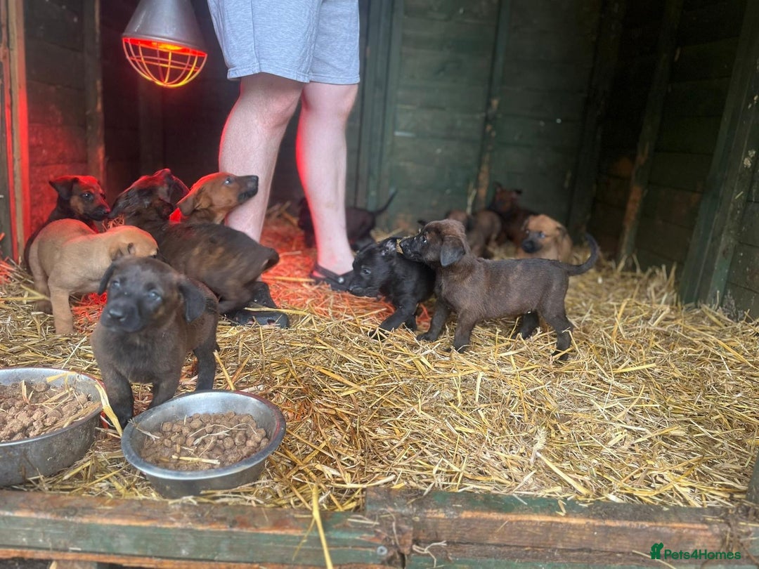 Belgian Shepherd Dog dogs for sale: Litter  - Image 13