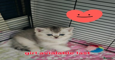British Shorthair cats - Advert 11