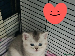 British Shorthair cats - Advert 11