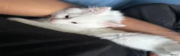 Mixed Breed cats for sale: Pure White Long hair kitten in Stoke-on-Trent - Advert 5