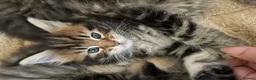 Maine Coon cats for sale: Tufty ears and big paws  - Advert 6