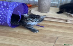 British Longhair cats for sale: Ready Now!! Beautiful BLH Kittens 💜🐾 - Image 15