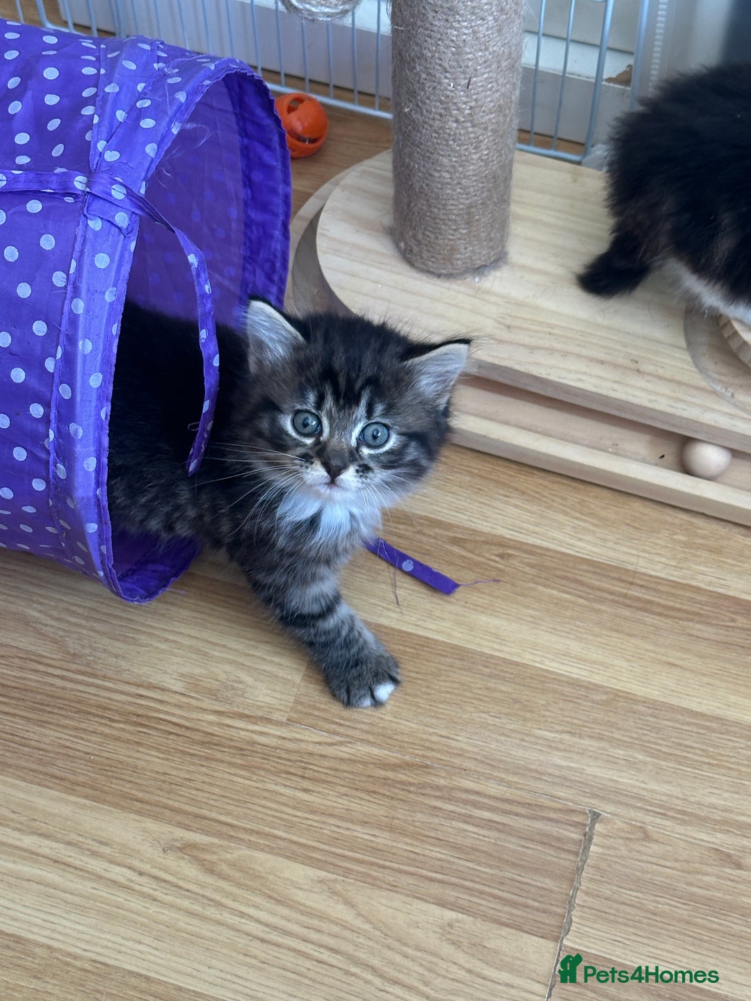 British Longhair cats for sale: Ready Now!! Beautiful BLH Kittens 💜🐾 - Image 15