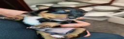 Mixed Breed dogs for sale: Mini Jack Pups - Advert 7