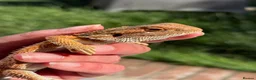 Bearded Dragon reptiles for sale: Red bearded dragon babies - ready for collection! in London - Advert 3