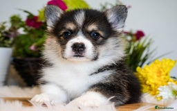 Welsh Corgi Pembroke dogs for sale: Welsh Corgi (Pembroke) - Image 6