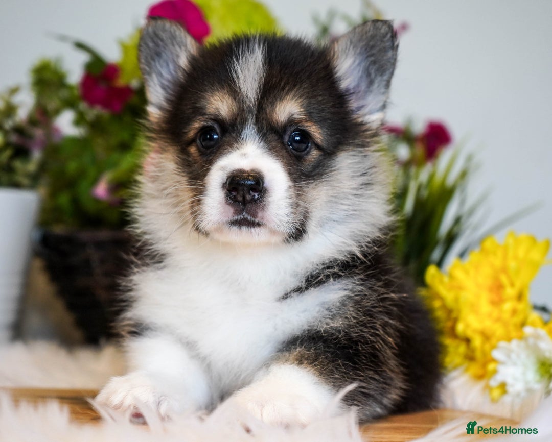 Welsh Corgi Pembroke dogs for sale: Welsh Corgi (Pembroke) - Image 6