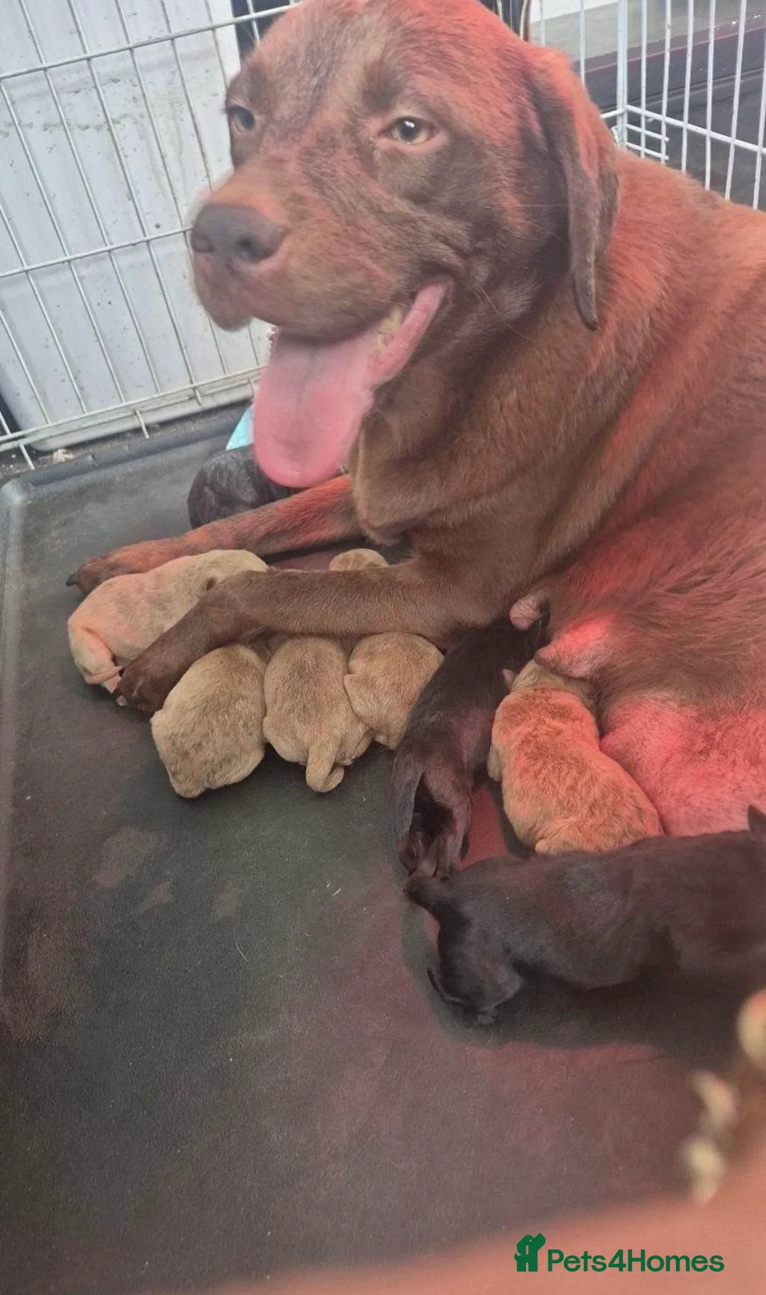 Labrador Retriever dogs for sale: Labrador puppies  - Advert 2