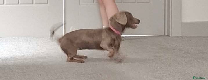 Miniature Dachshund dogs for sale: Beautiful Bonnie (Isabel and tan)  - Advert 2