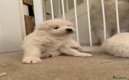 Samoyed dogs for sale: Samoyed puppies  - Image 3