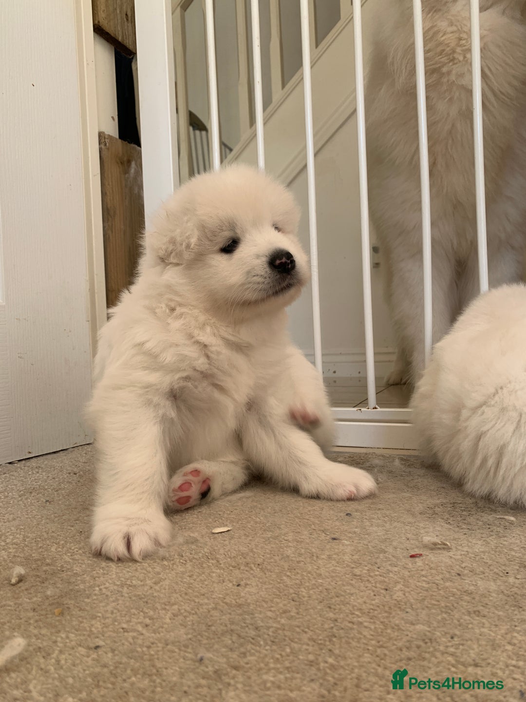 Samoyed dogs for sale: Samoyed puppies  - Image 3