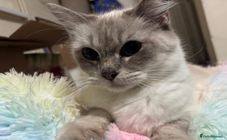 Mixed Breed cats Ragdoll mixed kittens Grey. Tabby. Speckled. Black - Advert 1