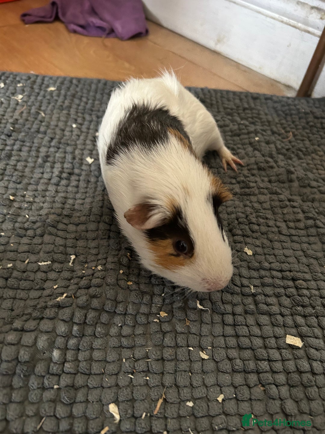 Guinea Pig rodents for sale: Guinea pigs for sale  - Image 2