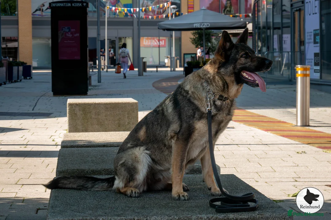 German Shepherd dogs for sale: Czech pedigree puppies from health tested parents in Hinckley - Advert 1