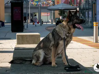 German Shepherd dogs Czech pedigree puppies from health tested parents in Hinckley - Advert 4