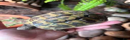 Hermann Tortoise reptiles for sale: Hermanns Tortoise - Advert 4