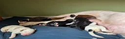 Bernedoodle dogs for sale: Outstanding Bernedoodle F1bs in Peebles - Advert 2