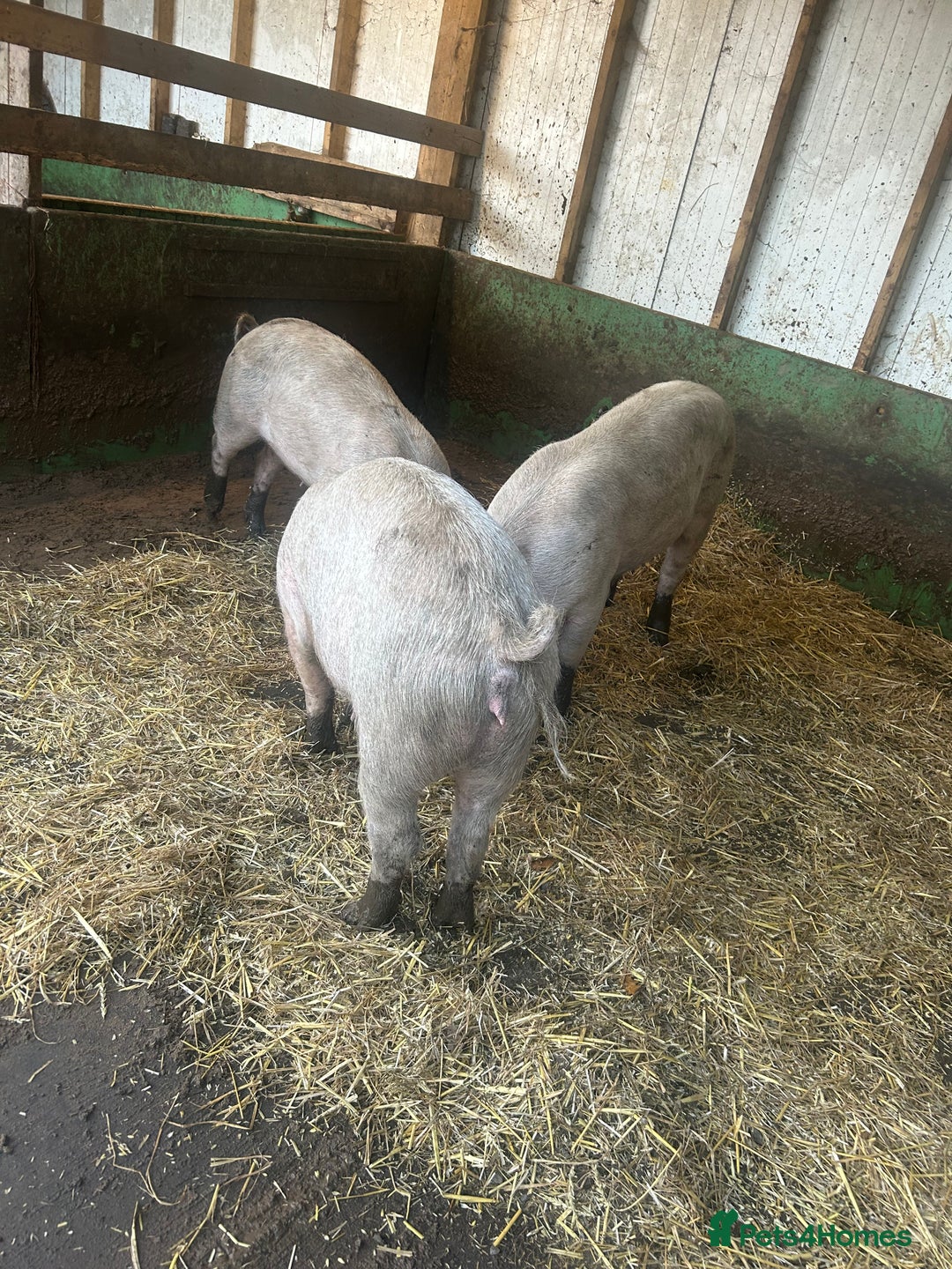 Pig livestock for sale: Large white sows  - Advert 2