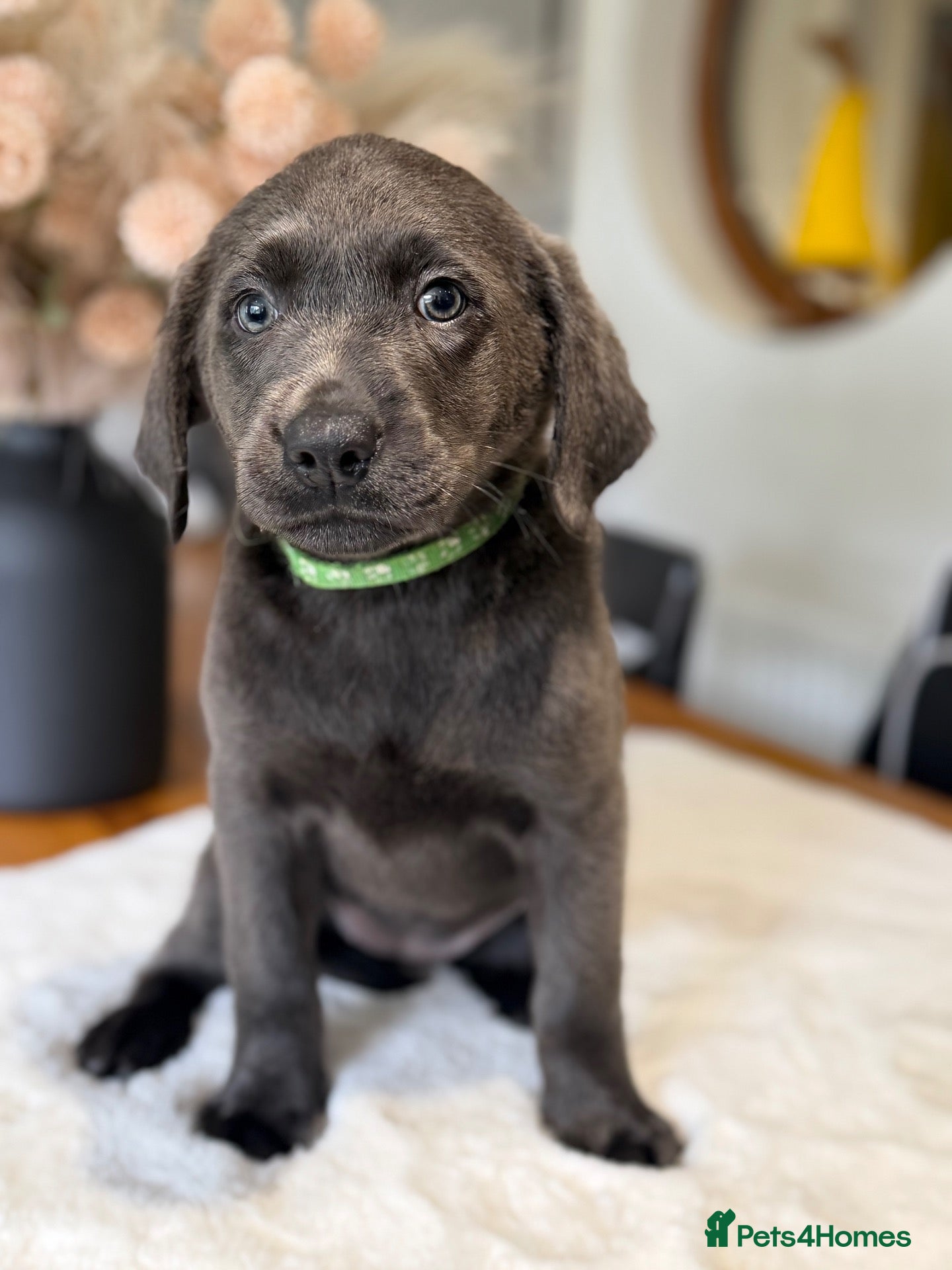 Labrador Retriever dogs Exceptionally health tested Kc reg Labrador pups - Advert 1