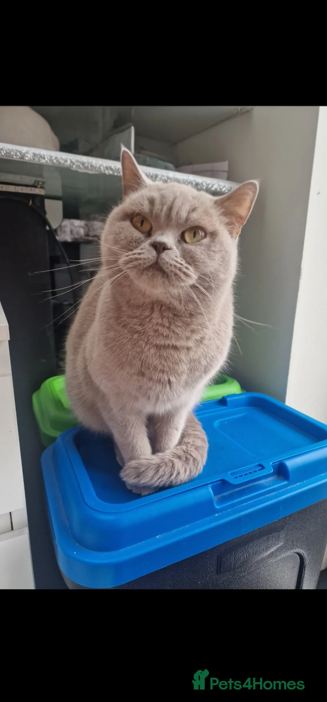 British Shorthair cats for sale: Lilac British Short-haired not neutered  in Blackburn - Advert 1