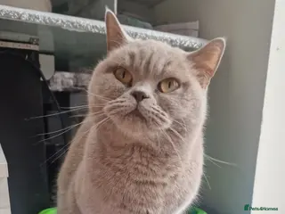 British Shorthair cats Lilac British Short-haired not neutered in Blackburn - Advert 11
