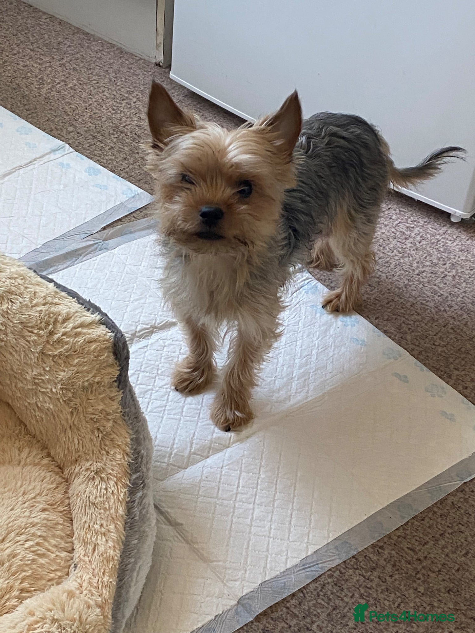 Yorkshire Terrier dogs Yorkshire Terrier Puppies  - Advert 1