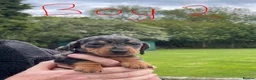Miniature Dachshund dogs for sale: 2 K/C reg Mini Dachshund Boys For Sale in Goole - Advert 2