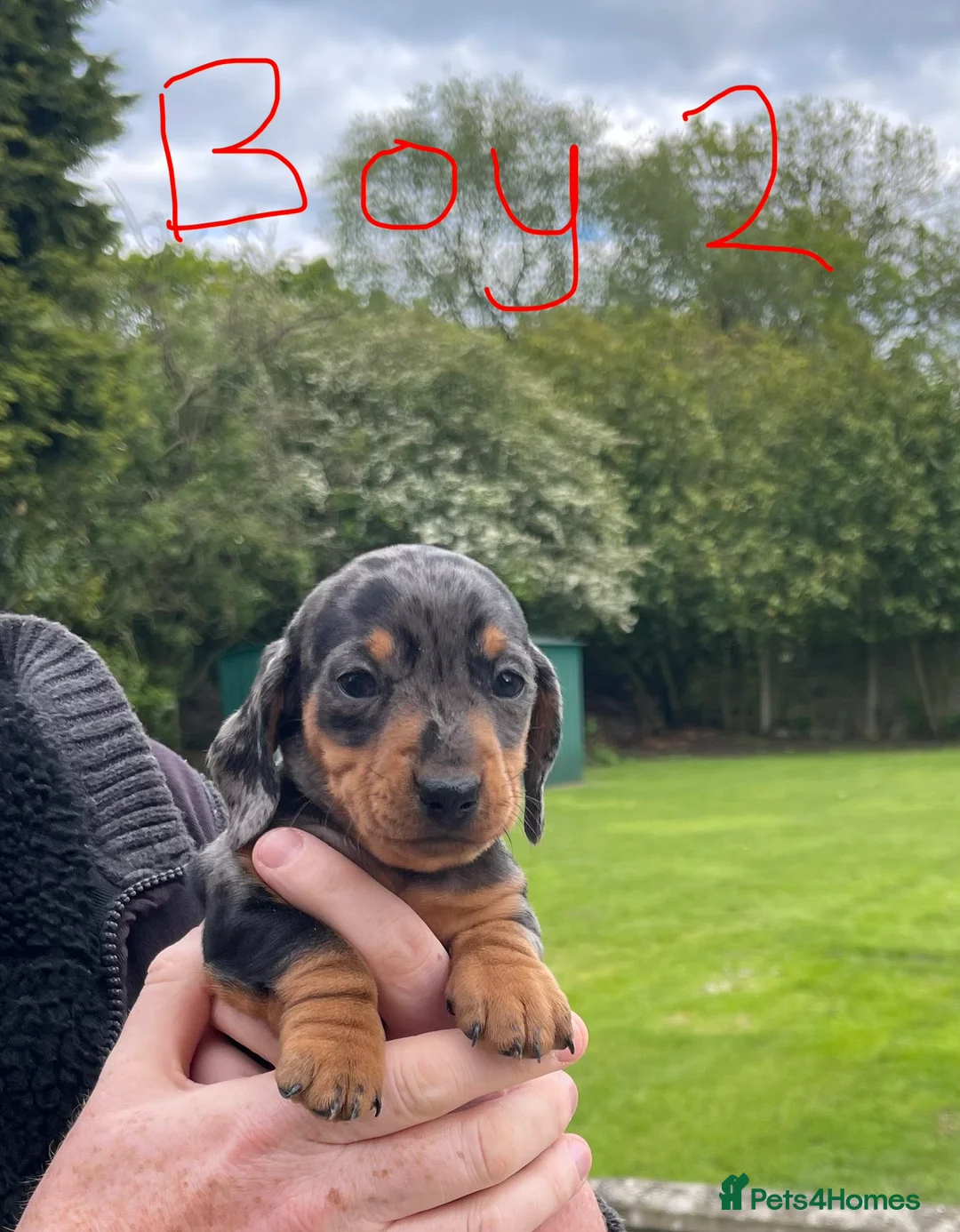 Miniature Dachshund dogs for sale: 2 K/C reg Mini Dachshund Boys For Sale in Goole - Advert 2