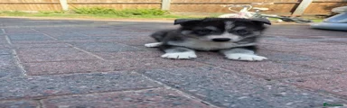 Siberian Husky 1