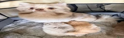 Pomeranian dogs for sale: Pomeranian merl puppies - Advert 13