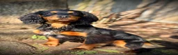 Cocker Spaniel dogs for stud: Stunning Black and Tan stud - Advert 10