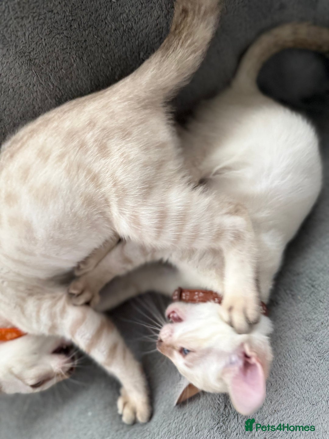 Bengal cats for sale: Snow Lynx Bengal Kittens - Image 18