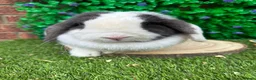Mini Lop rabbits for sale: Mini Lop Girls Looking for Forever Homes 💛 - Advert 1