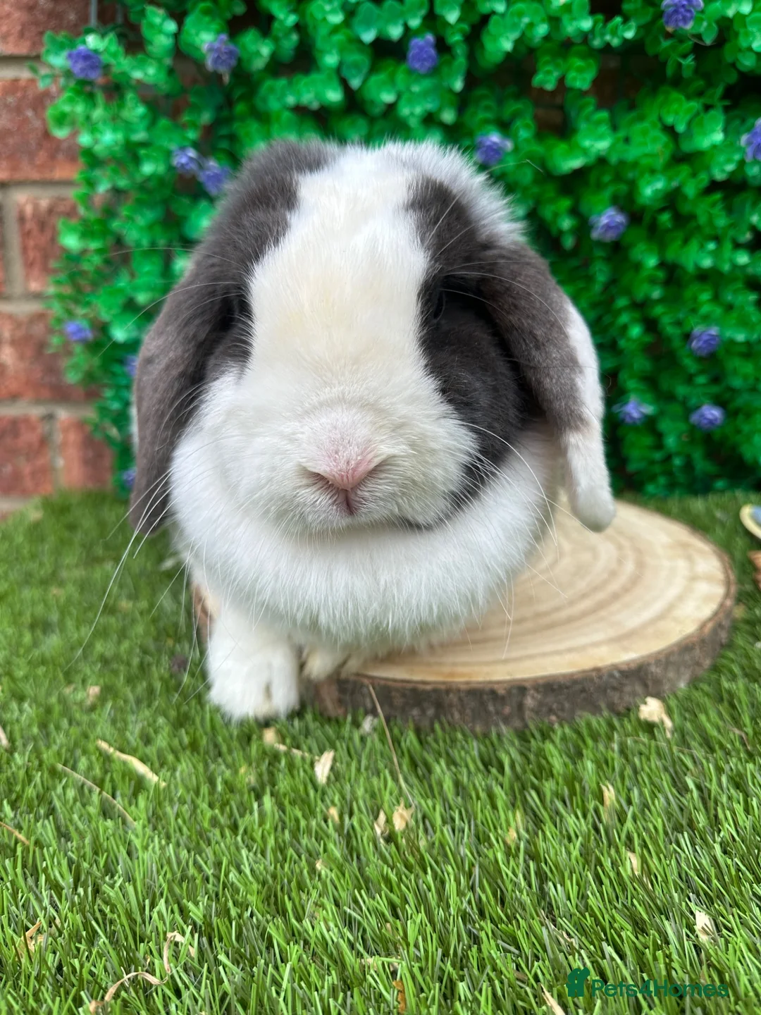 Mini Lop rabbits for sale: Mini Lop Girls Looking for Forever Homes 💛 - Advert 1