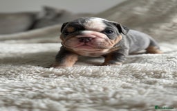 English Bulldog dogs for sale: *REDUCED* English Bulldog Puppies - Image 11