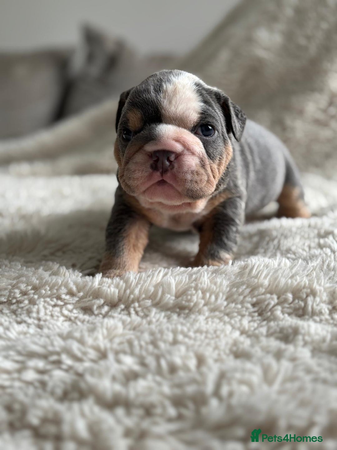 English Bulldog dogs for sale: *REDUCED* English Bulldog Puppies - Image 11