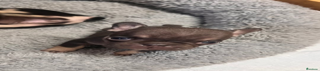 French Bulldog Puppy 3
