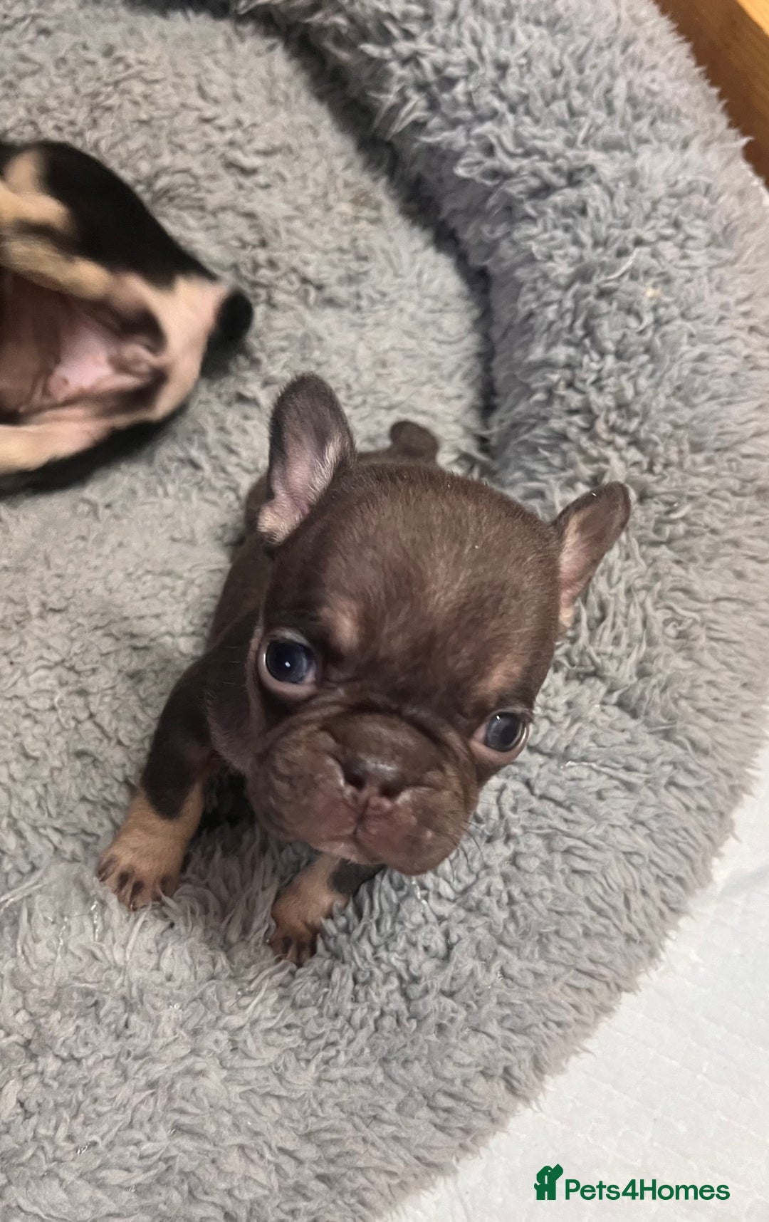 French Bulldog dogs for sale: 🩷5 French bulldog pups for sale🩷 - Image 4
