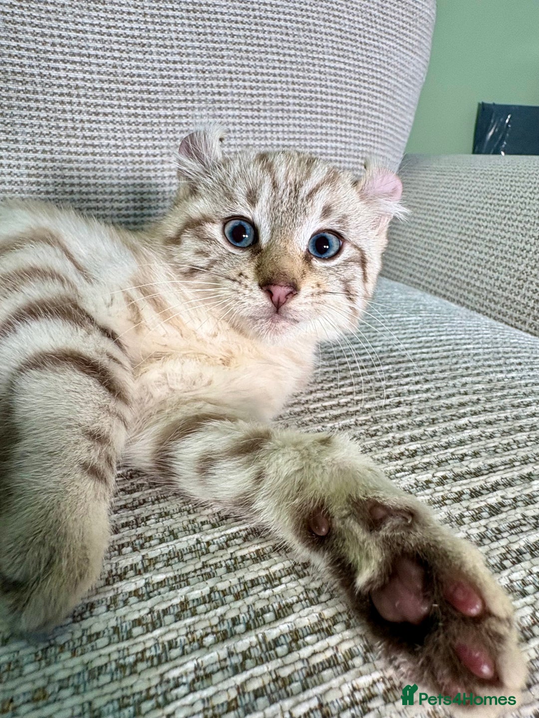 Savannah cats for sale: Superb wild looking snow leopard male  - Advert 12