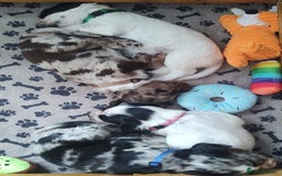 Sprocker dogs for sale: STRIKING SPROCKER SPANIEL PUPPIES  - Image 21