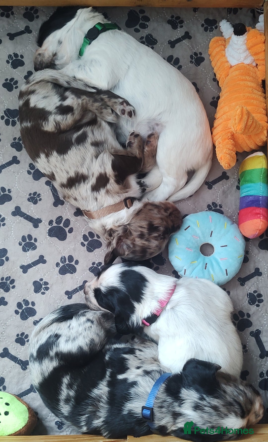 Sprocker dogs for sale: STRIKING SPROCKER SPANIEL PUPPIES  - Image 21