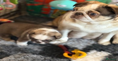 Pug dogs - Advert 1