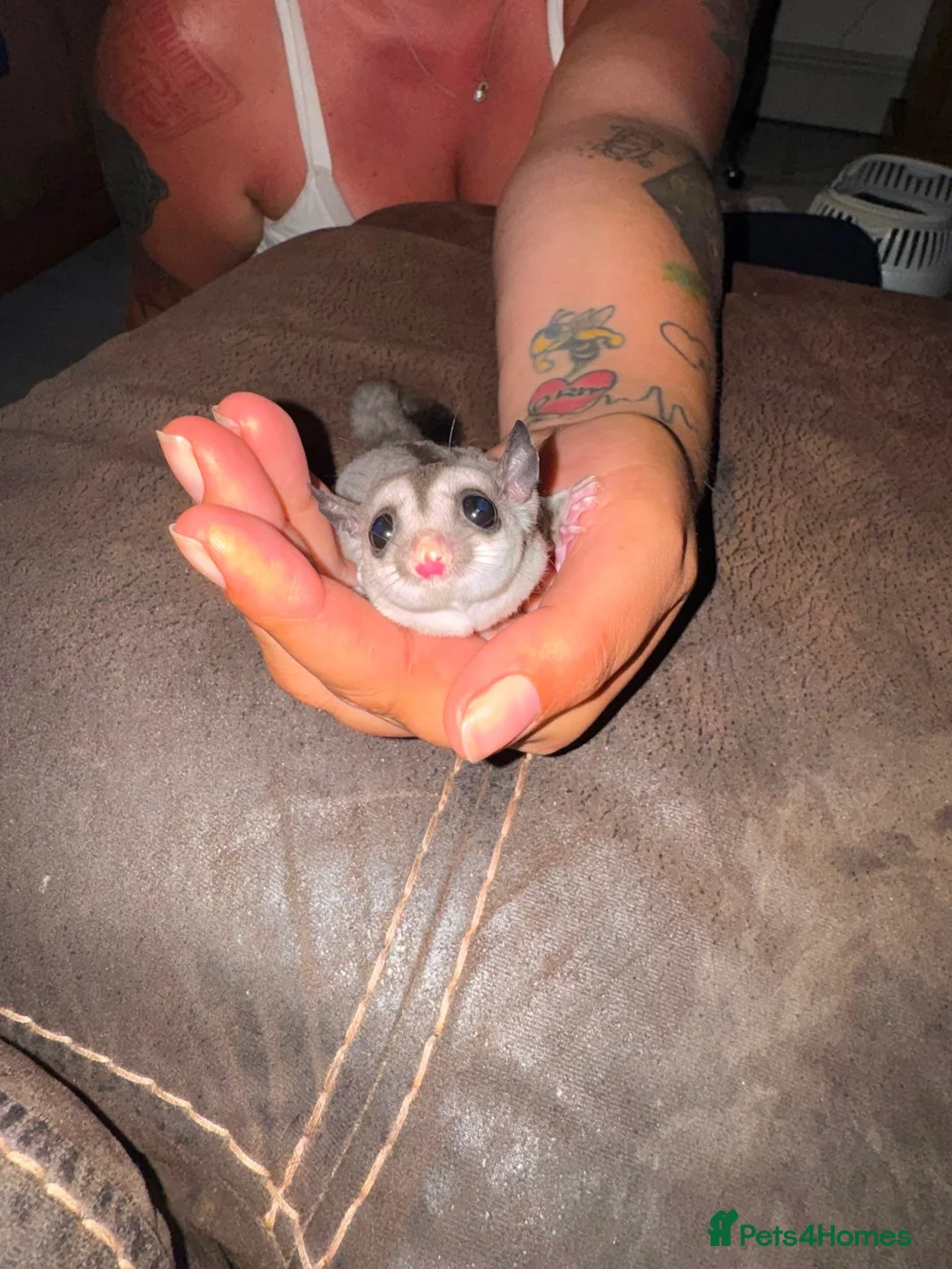Sugar Glider rodents for sale: Female sugar glider  in Thatcham - Advert 2